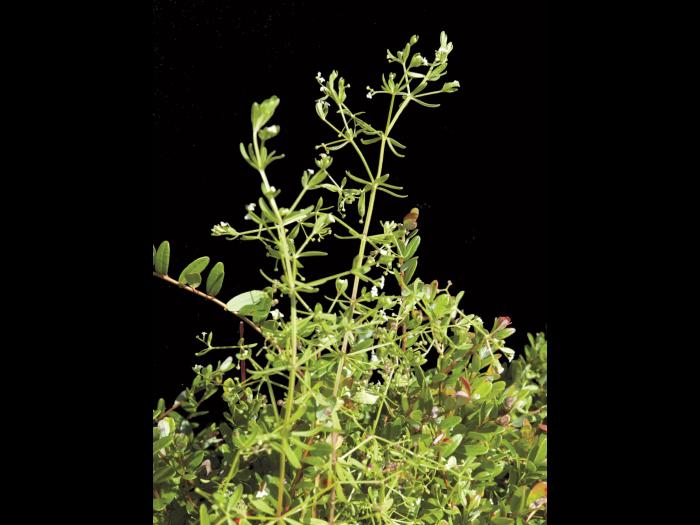 Gaillet palustre (Galium palustre)_1