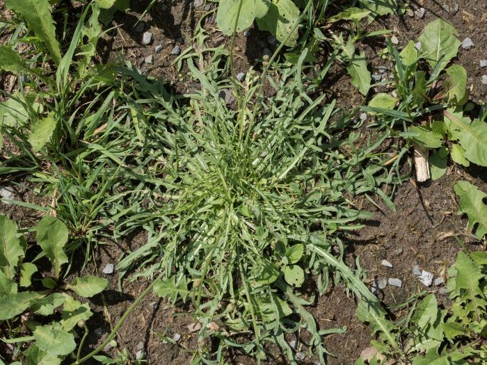 Liondent automne (Leontodon autumnalis)_12