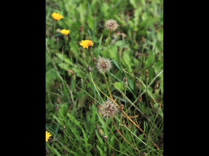 Liondent automne (Leontodon autumnalis)_17