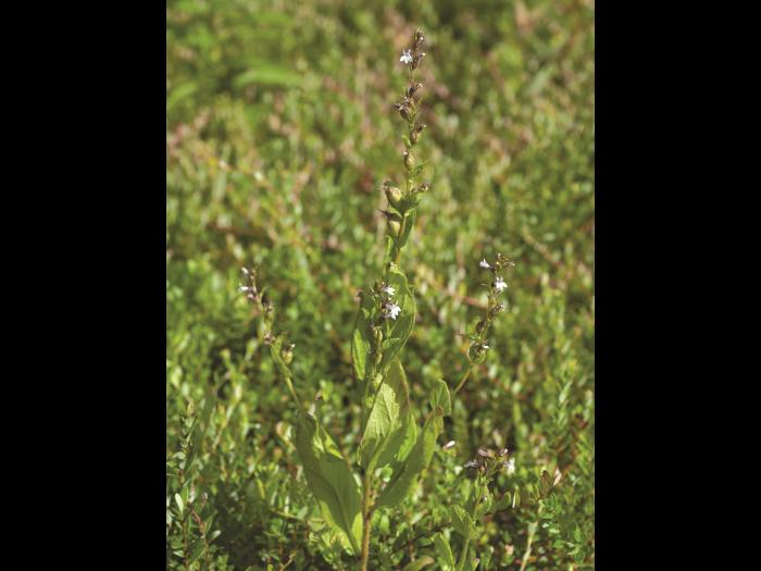 Lobélie gonflée (Lobelia inflata)_1