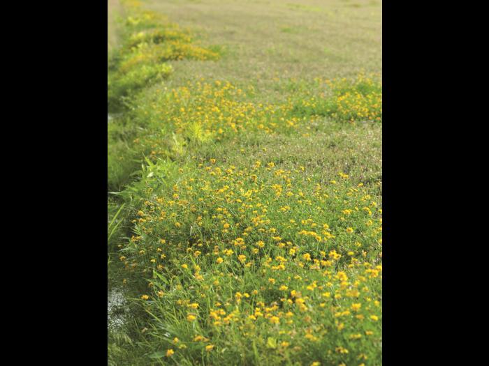 Lotier corniculé (Lotus corniculatus)_2