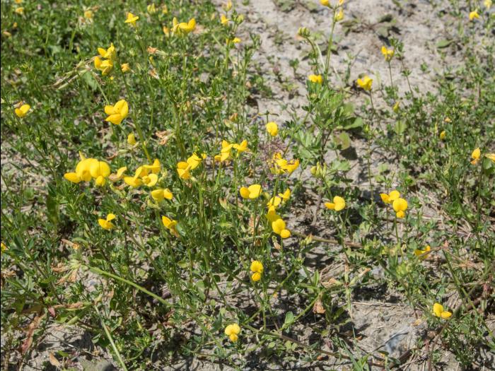 Lotier corniculé (Lotus corniculatus)_9