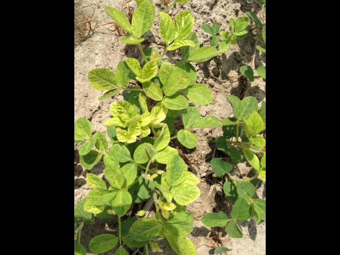 Soya - mésotrione (27)_6