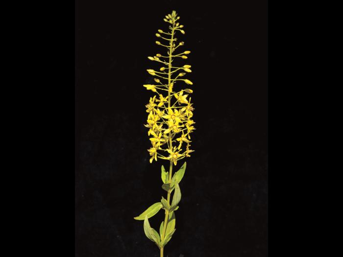 Lysimaque terrestre (Lysimachia terrestris)_3