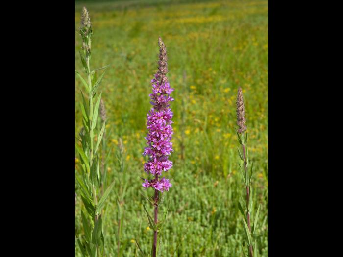 Salicaire commune (Lythrum salicaria)_2