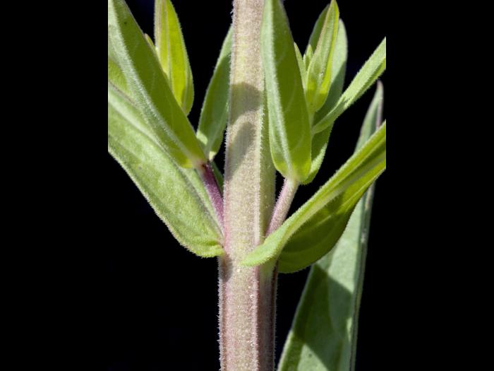 Salicaire commune (Lythrum salicaria)_7