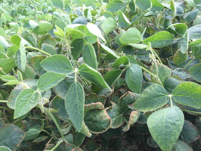 Soya - mésotrione (27)_5