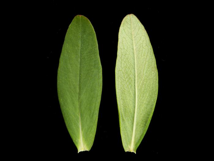 Millepertuis elliptique (Hypericum ellipticum)_8