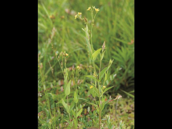 Millepertuis majeur (Hypericum majus)_1