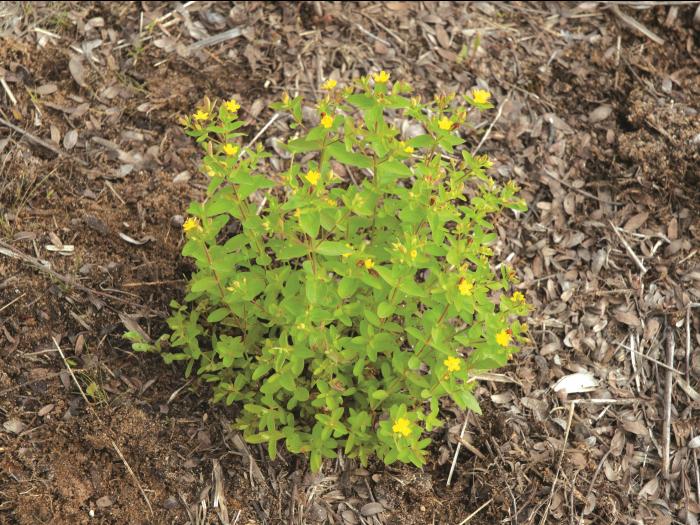 Millepertuis nain (Hypericum mutilum)_1