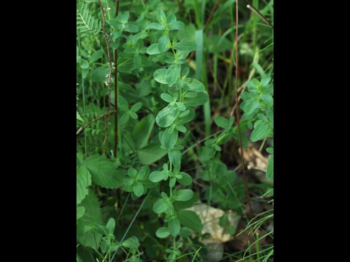 Millepertuis commun (Hypericum perforatum)_10