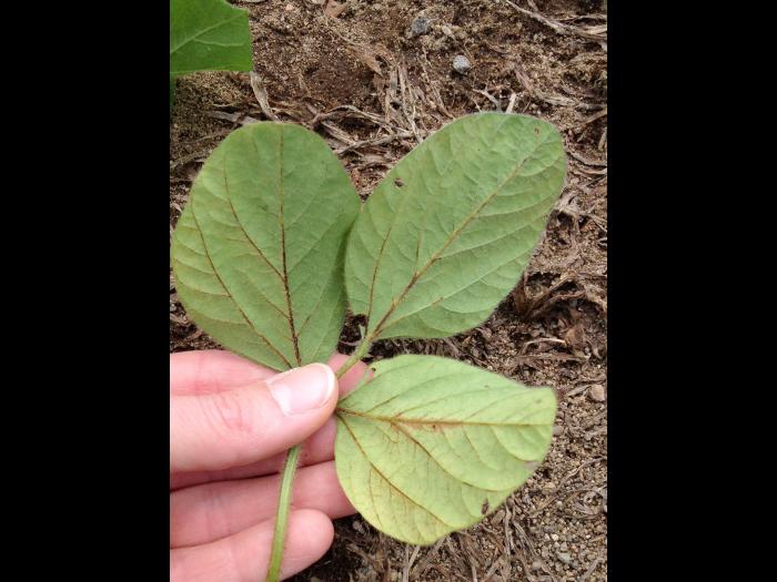 Soya - halosulfuron (ester méthyle) (2)_1