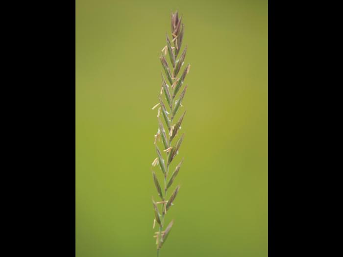 Chiendent(Elymus repens)_7