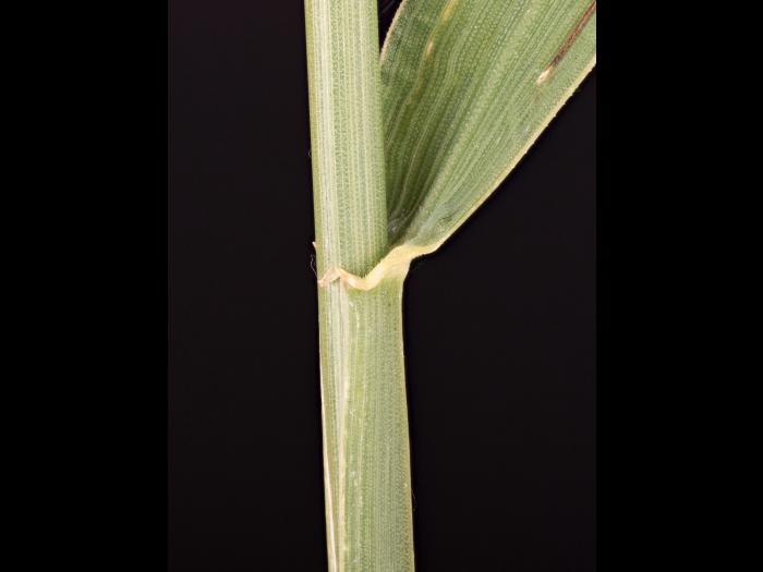 Chiendent(Elymus repens)_20