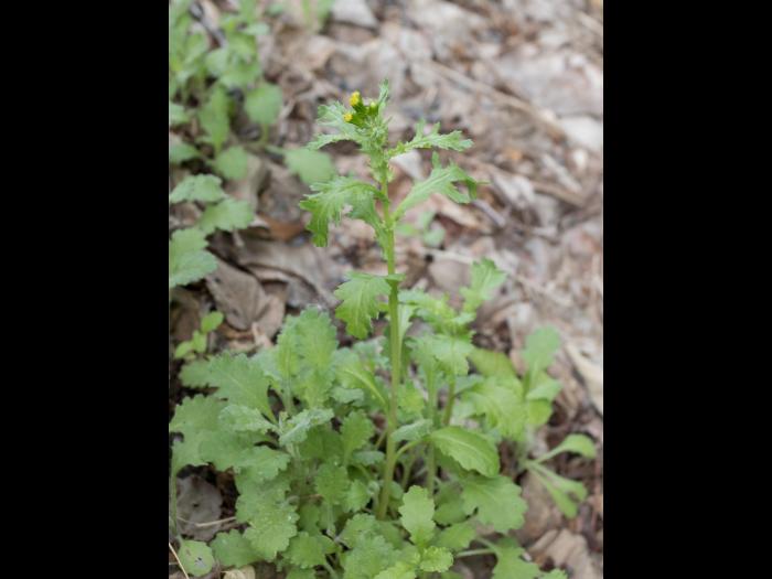 Seneçon vulgaire (Senecio vulgaris)_8