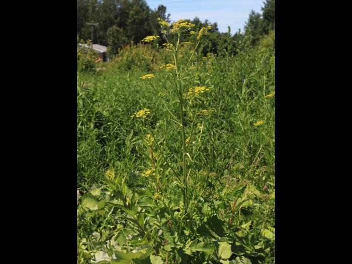 Panais sauvage (Pastinaca sativa)_13