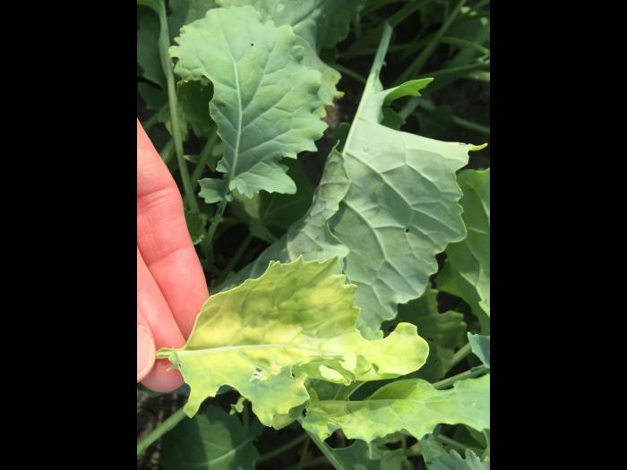 Canola - mésotrione (27)_3