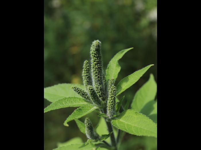 Grande herbe à poux (Ambrosia trifida)_17