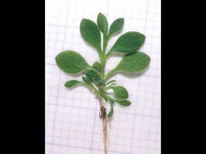 Céraiste vulgaire(Cerastium fontanum)_9