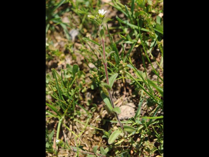 Céraiste vulgaire(Cerastium fontanum)_15