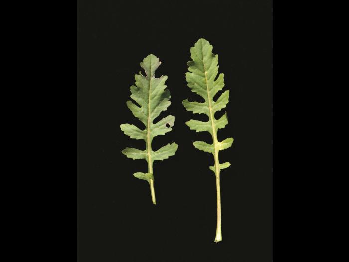 Rorippe marais (Rorippa palustris)_11