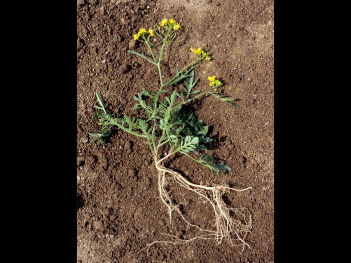 Rorippe sylvestre (Rorippa sylvestris)_1