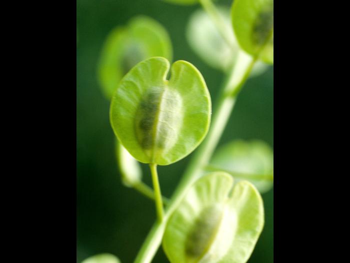 Tabouret des champs (Thlaspi arvense)_6