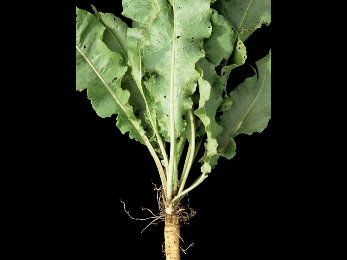 Patience crépue (Rumex crispus)_4