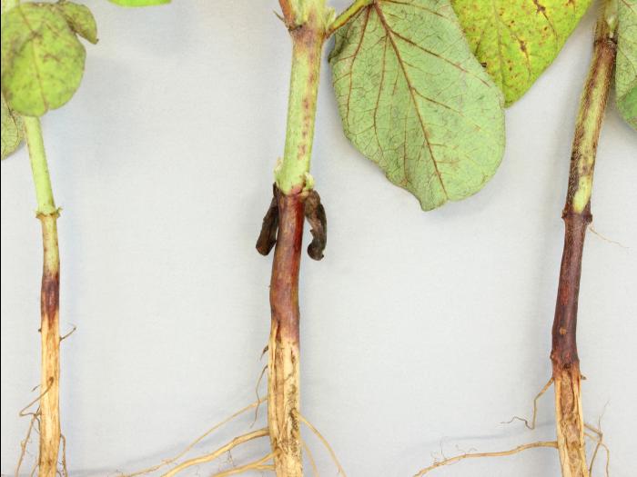 Soya - chlorimuron-éthyle (2)_4