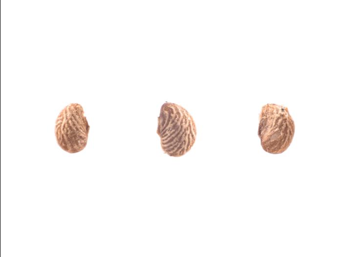 Potentille dressée (Potentilla recta)_15