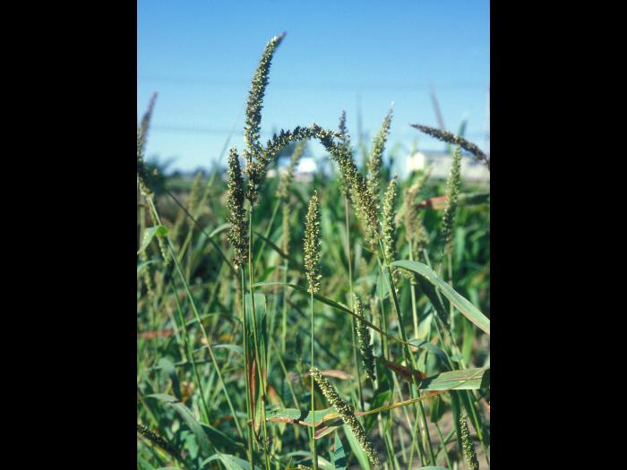 Sétaire verticillée (Setaria verticillata)_3