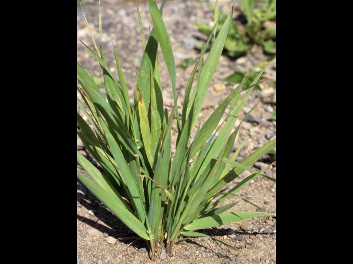 Agrostide blanche(Agrostis gigantea)_3