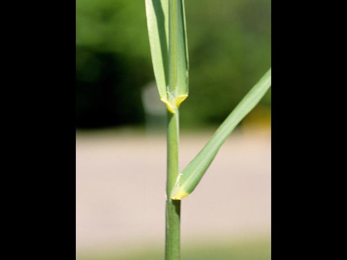 Alpiste roseau(Phalaris arundinacea)_5
