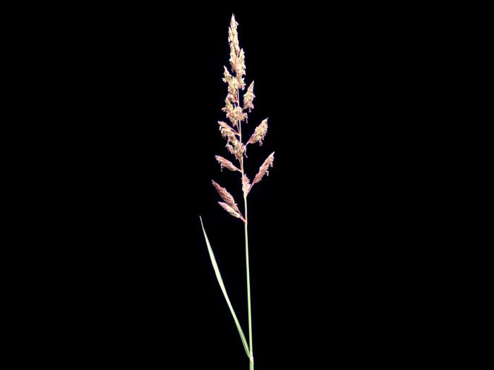 Alpiste roseau(Phalaris arundinacea)_6