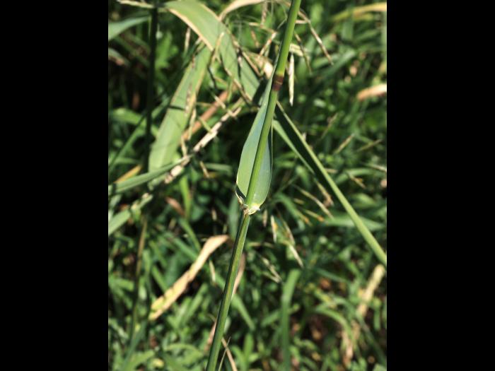 Alpiste roseau(Phalaris arundinacea)_8