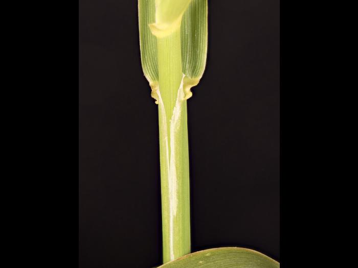 Alpiste roseau(Phalaris arundinacea)_9