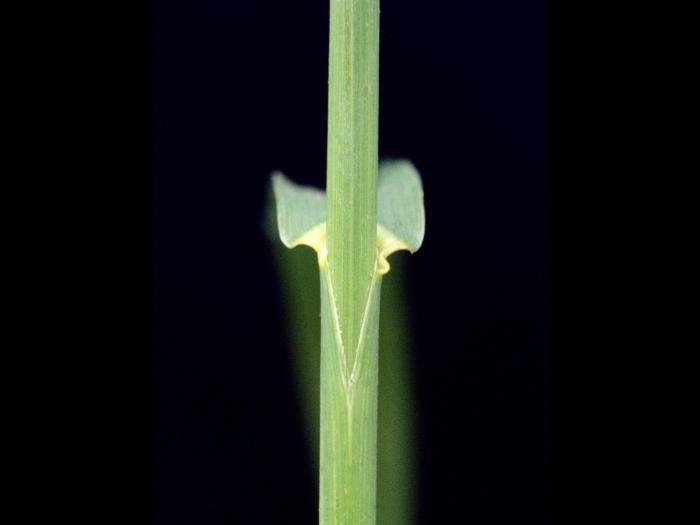 Brome inerme(Bromus inermis)_5