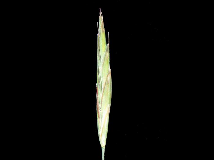 Brome inerme(Bromus inermis)_8