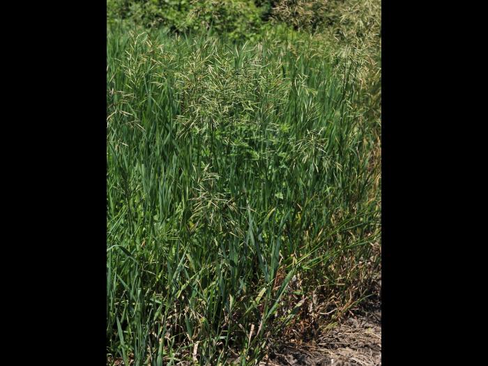 Brome inerme(Bromus inermis)_17