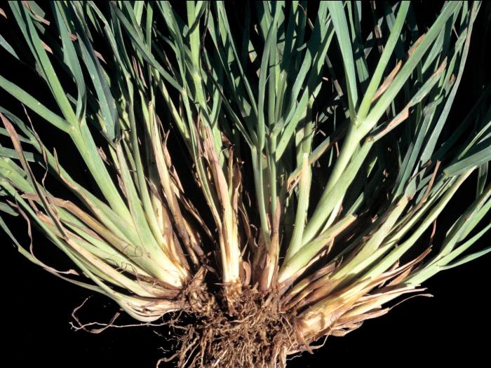 Dactyle pelotonné(Dactylis glomerata)_4