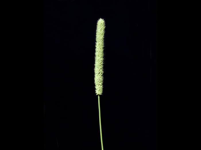 Fléole des prés (Phleum pratense)_7