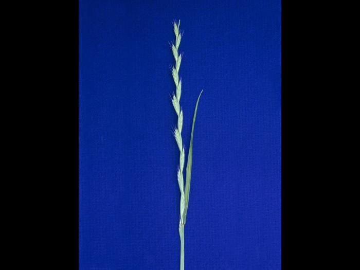 Ivraie multiflore (Lolium multiflorum)_1