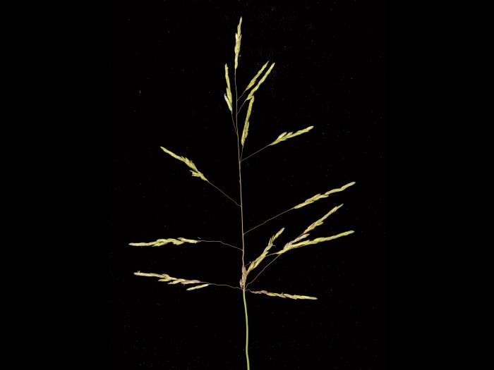 Léersie faux-riz (Leersia oryzoides)_15