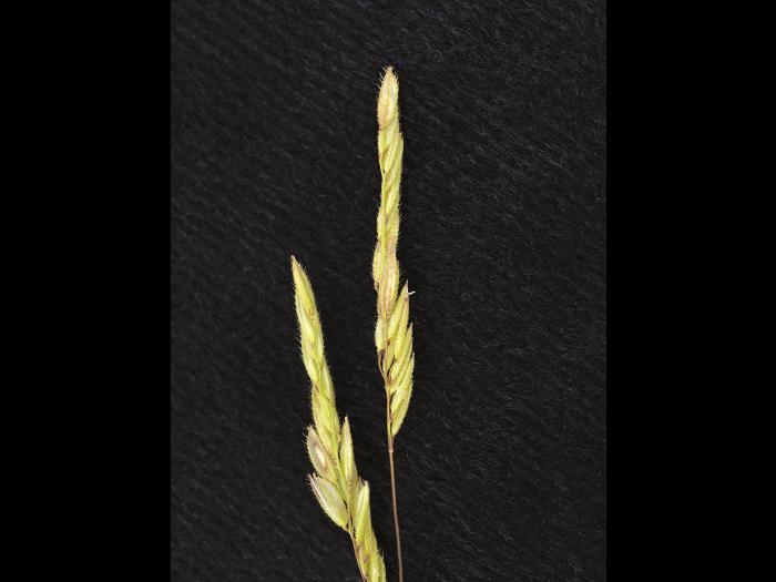 Léersie faux-riz (Leersia oryzoides)_16