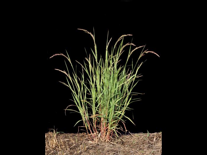 Muhlenbergie feuillée (Muhlenbergia frondosa)_1