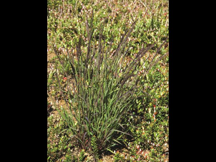 Muhlenbergie feuillée (Muhlenbergia frondosa)_13