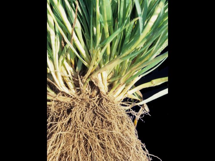 Pâturin annuel (Poa annua)_4