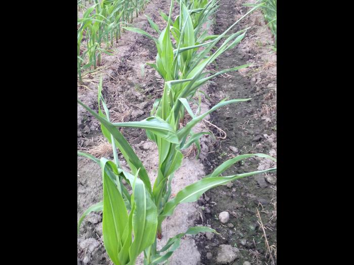 Maïs grain et fourrager - MCPA (4)_14