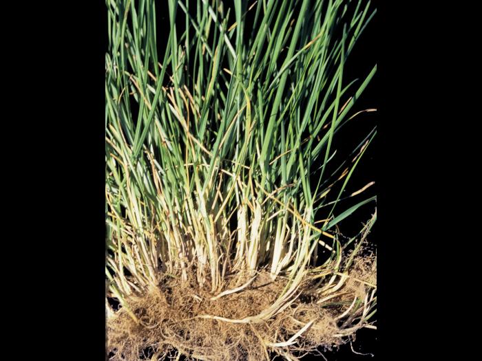 Pâturin prés (Poa pratensis)_3