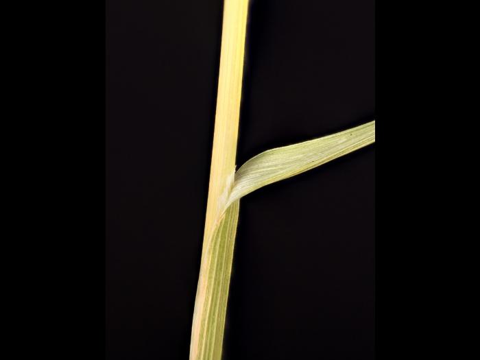 Pâturin prés (Poa pratensis)_13